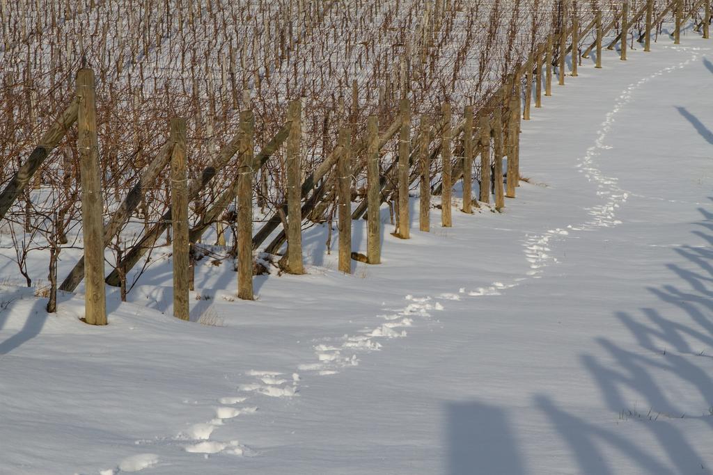 Il Roncal Wine Resort - For Wine Lovers Cividale del Friuli Exterior foto